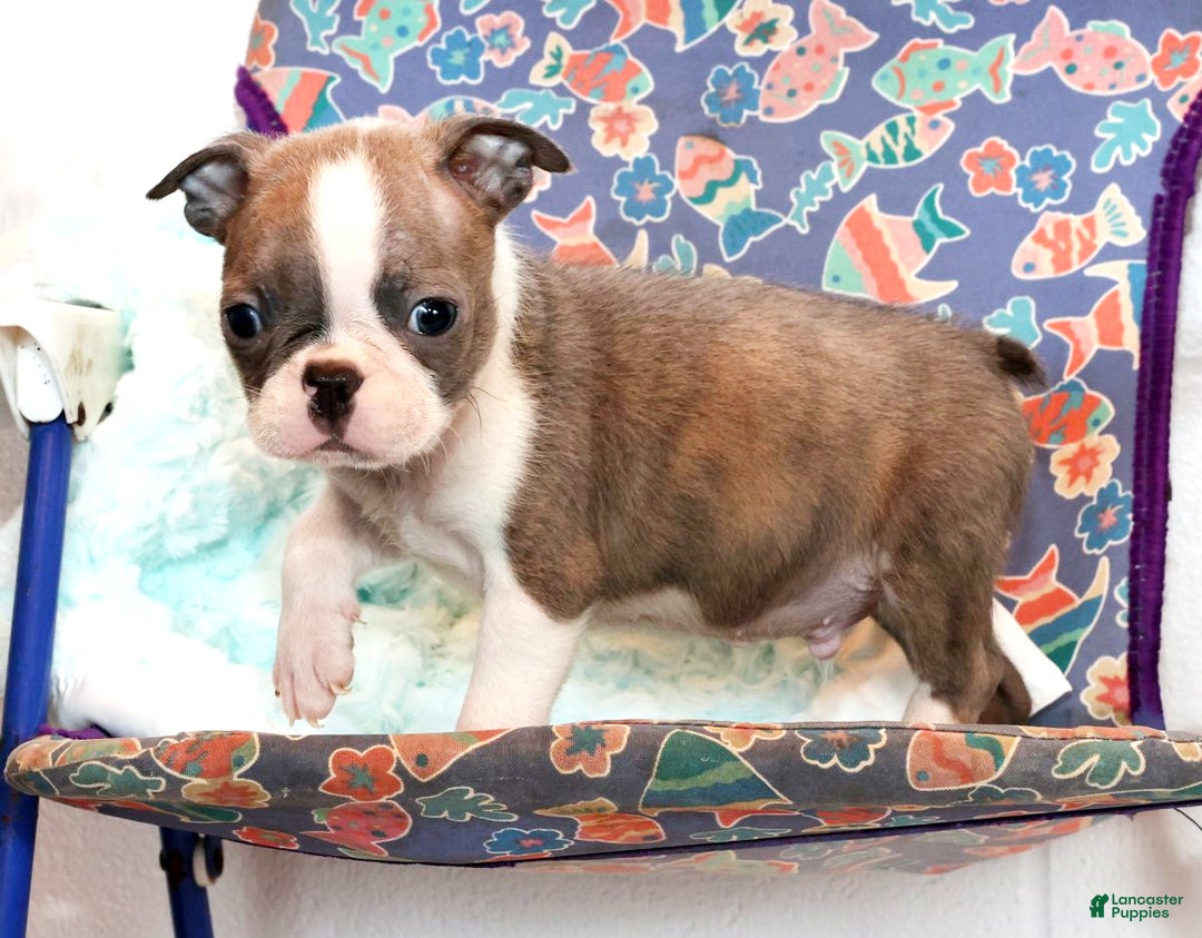Boston Terrier dogs for sale: Cracker - Ad 8