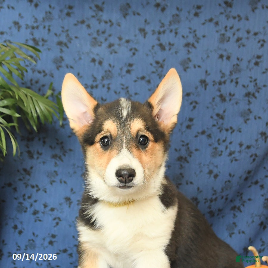Welsh Corgi Pembroke dogs Lila  - Ad 2