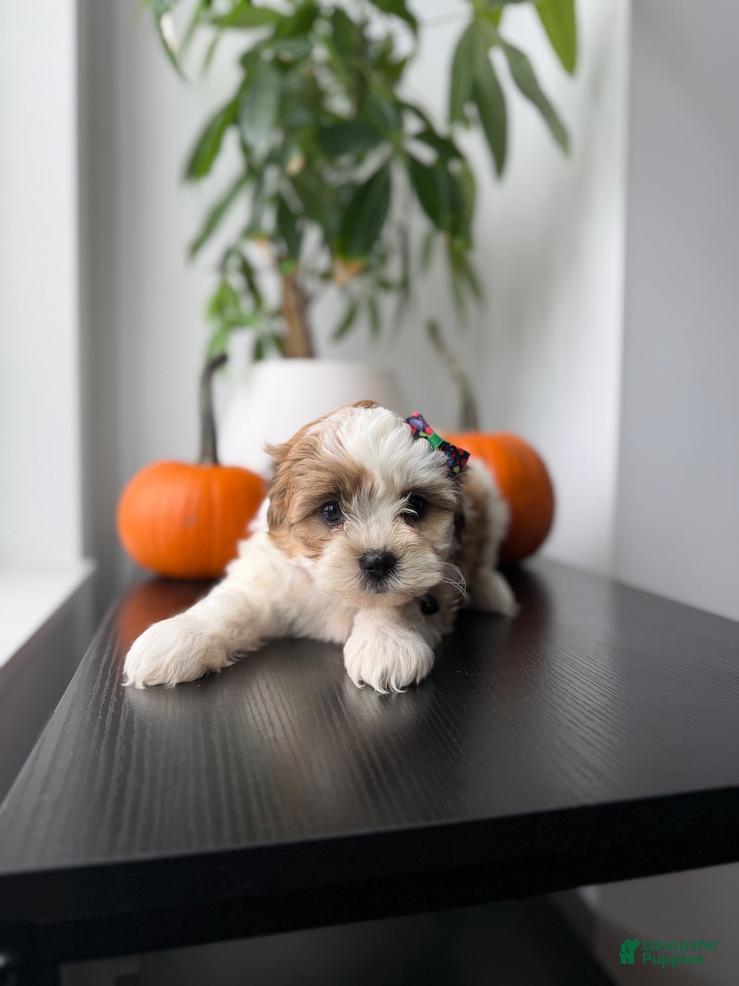 Shihpoo dogs Bell - Ad 2