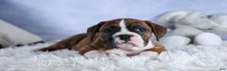 Boxer dogs for sale: Scarlett  - Ad 18