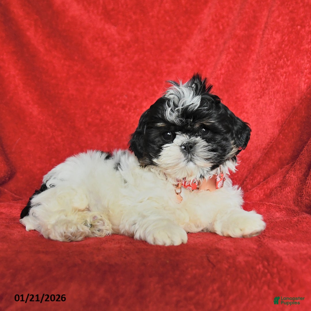 Lhasa Apso dogs for sale: Benny - Ad 2