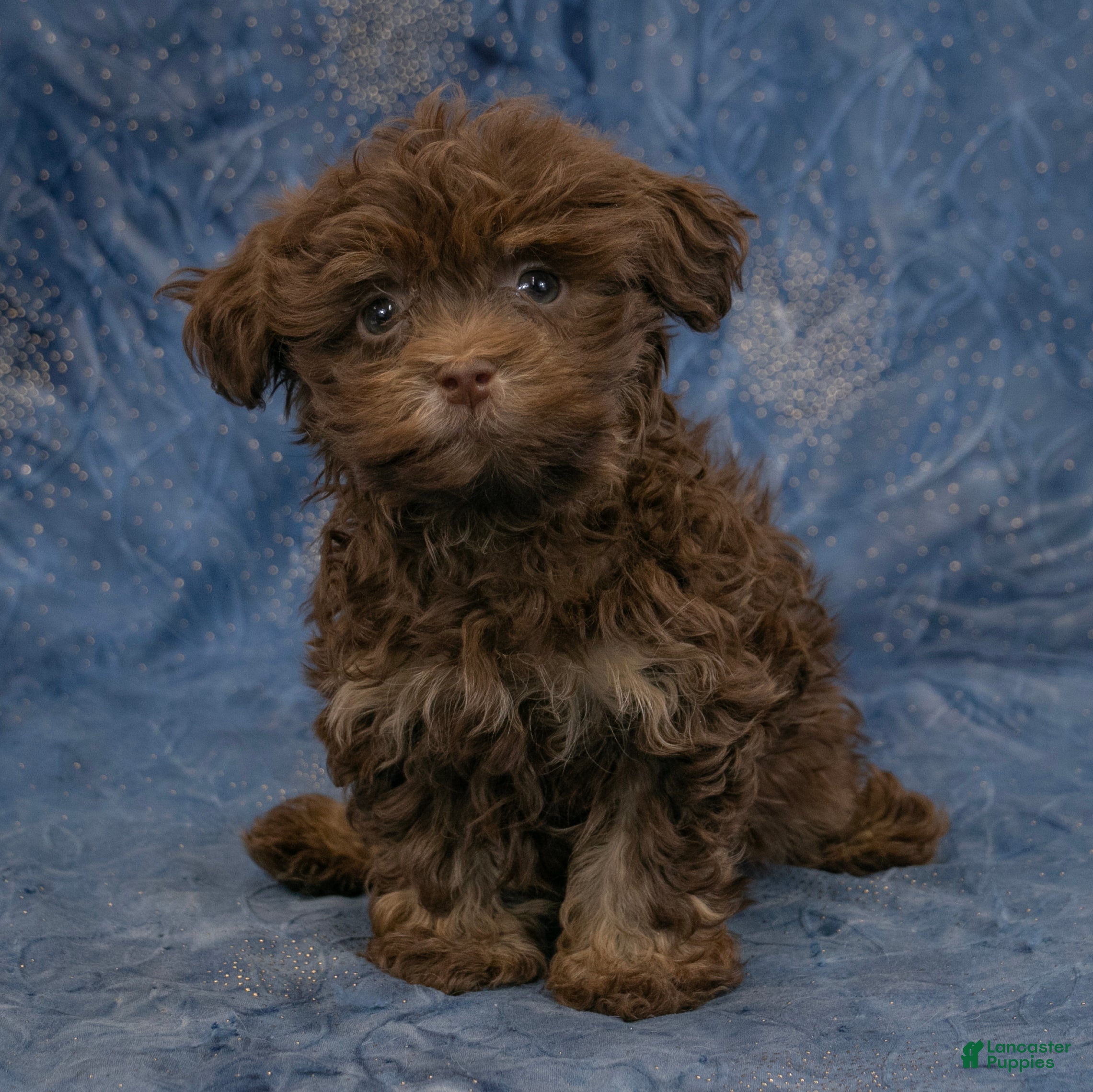 Havanese dogs River - Ad 1