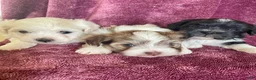 Havanese dogs for sale: Oreo - Ad 2