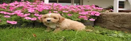 Cavapoochon dogs for sale: Max - Ad 2