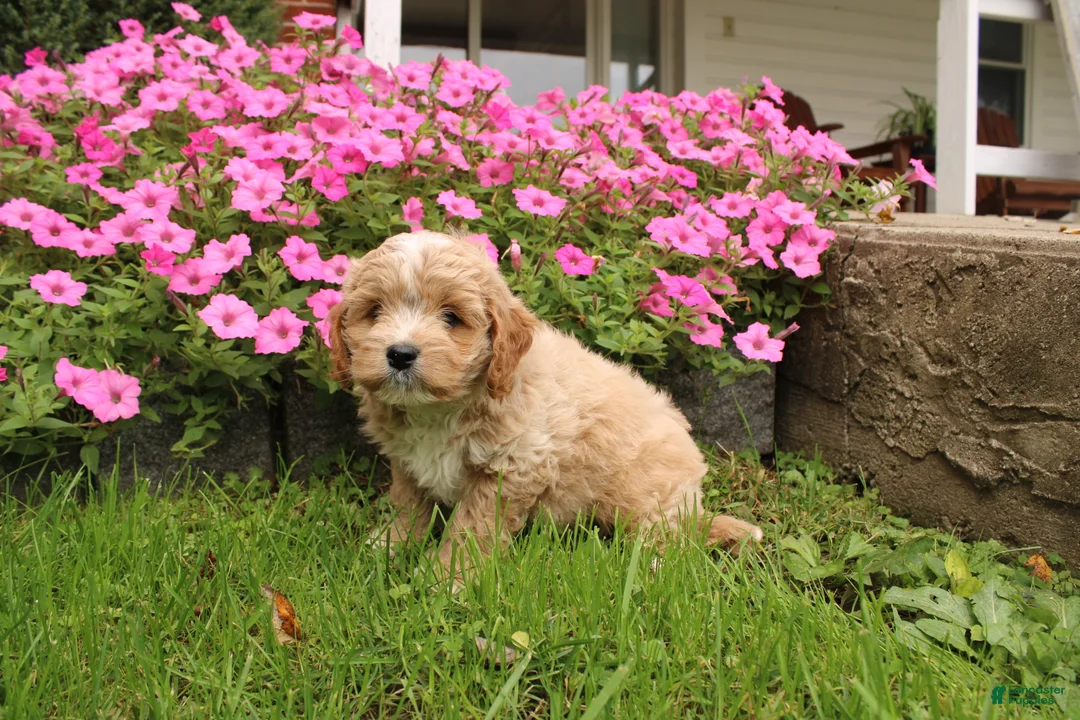 Cavapoochon dogs for sale: Max - Ad 2