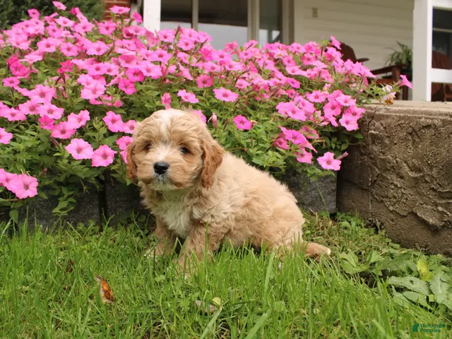 Cavapoochon dogs for sale: Max - Ad 2