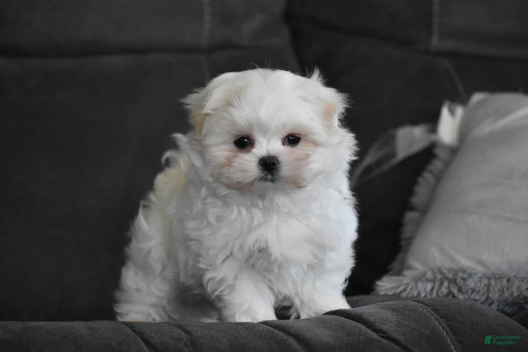 Maltese dogs for sale: Ollie  - Ad 1