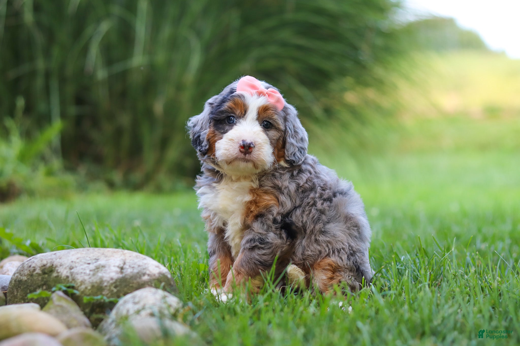 Mini Bernedoodle dogs Razzel - Ad 2