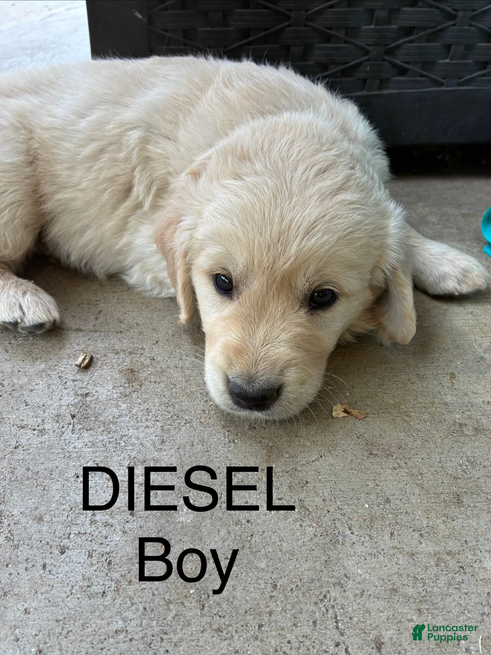 Goldador dogs Diesel  - Ad 28