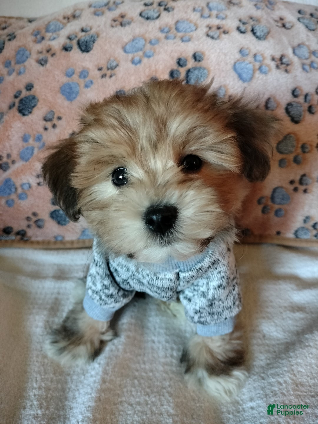 Mixed Breed dogs for sale: Orzo - Ad 6