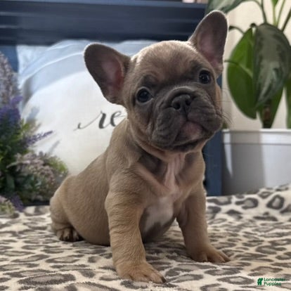French Bulldog dogs Fancy - Ad 1