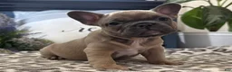 French Bulldog dogs for sale: Fancy - Ad 1