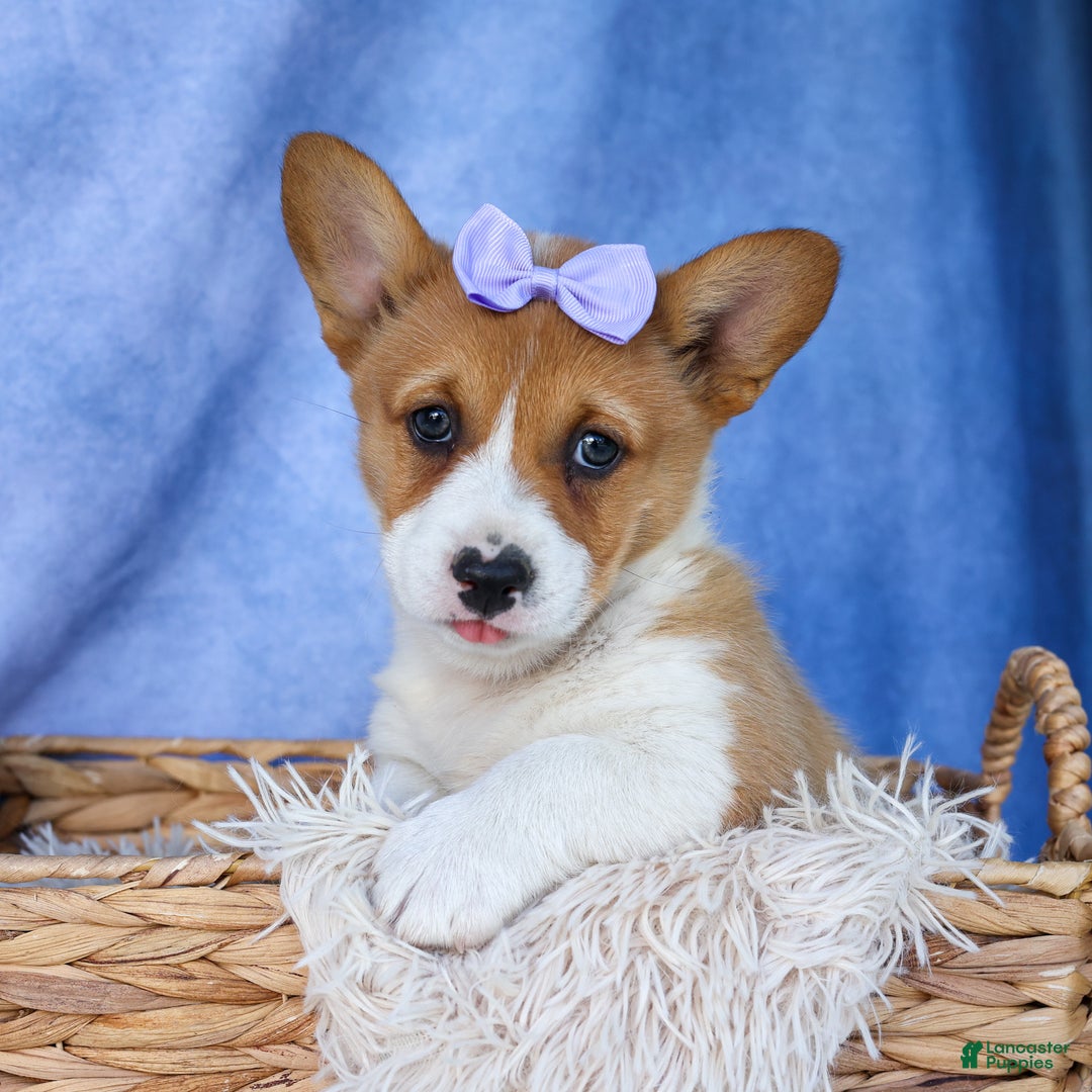 Welsh Corgi Pembroke dogs for sale: Tilly - Ad 10