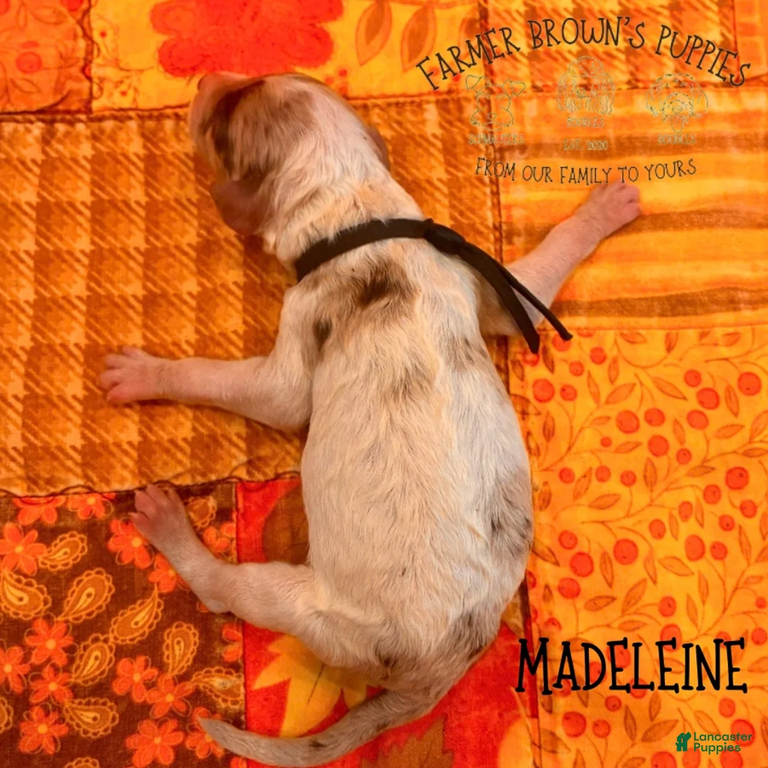 Mixed Breed dogs for sale: Madeleine - Ad 2