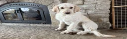 Labradoodle dogs for sale: Cedar (Boy) - Ad 9