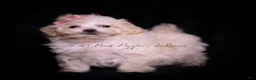 Maltipoo dogs for sale: Teeny Mimi - Ad 5