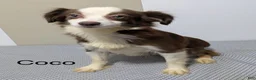 Miniature Australian Shepherd dogs for sale: Vader  - Ad 10
