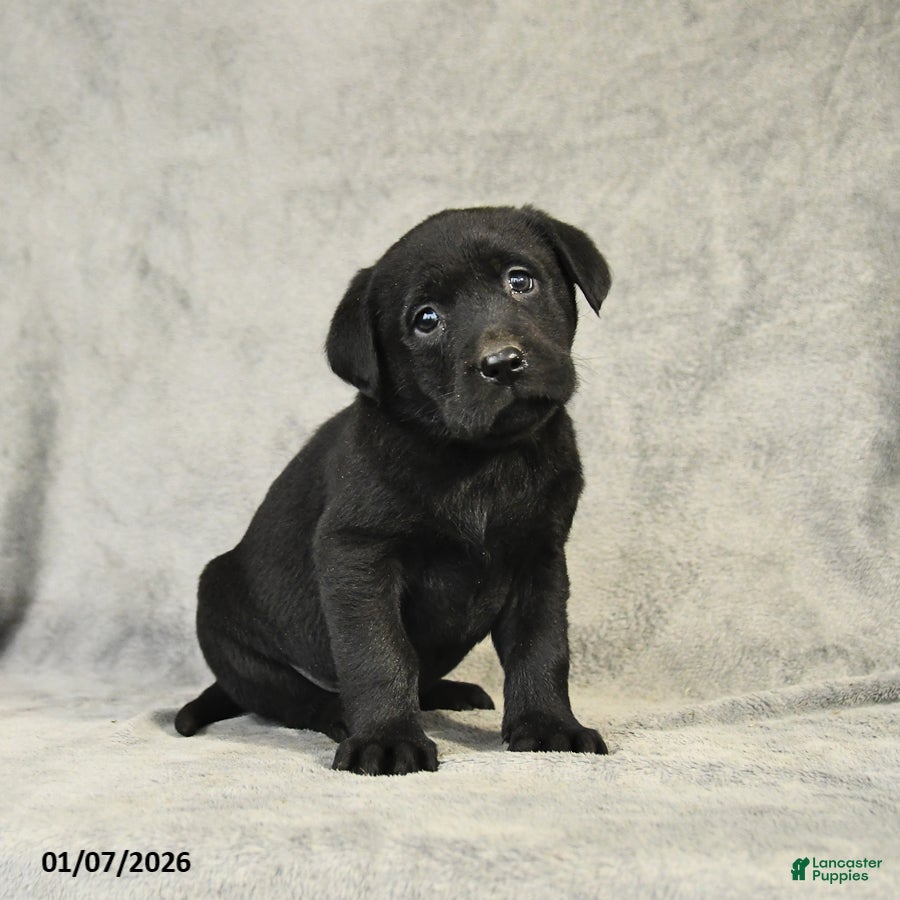 Labrador Retriever dogs Blake - Ad 40