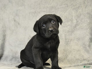 Labrador Retriever dogs Blake - Ad 40