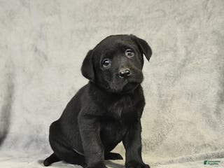 Labrador Retriever dogs Blake - Ad 3