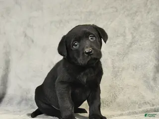 Labrador Retriever dogs Blake - Ad 21