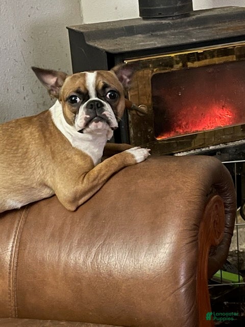 Boston Terrier dogs Peaches - Ad 1