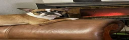 Boston Terrier dogs for sale: Peaches - Ad 1