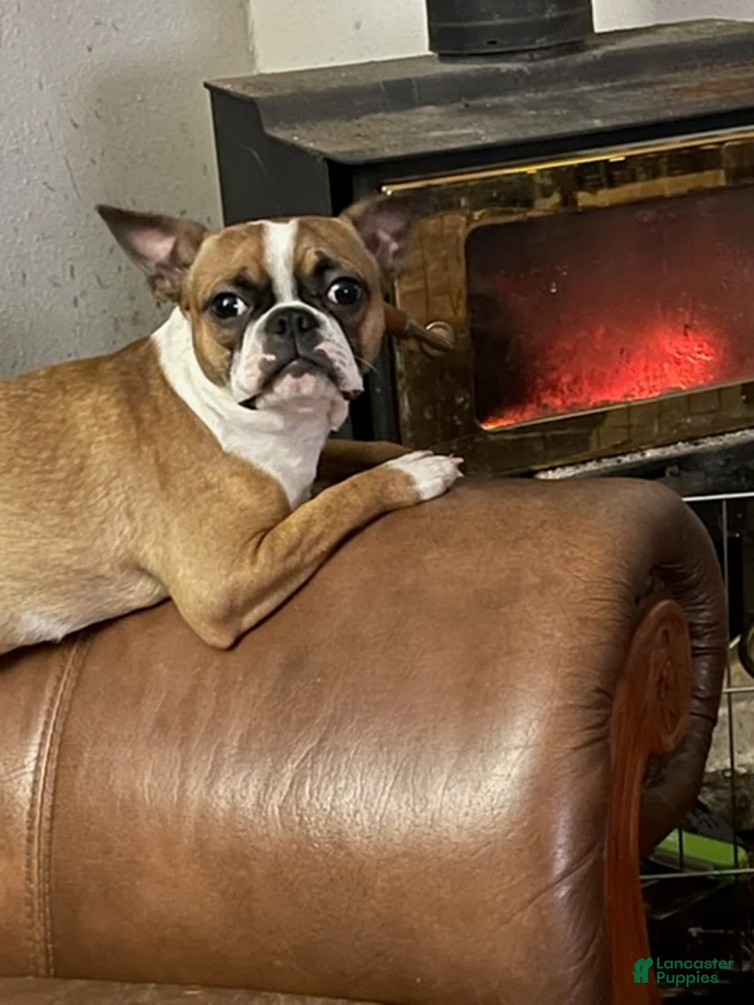 Boston Terrier dogs for sale: Peaches - Ad 1