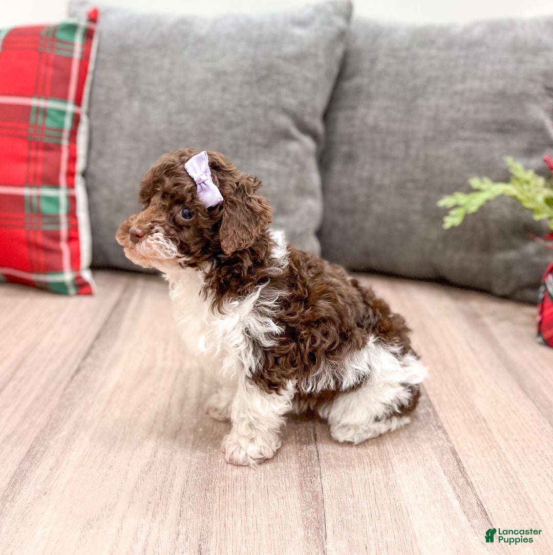 Miniature Poodle dogs for sale: Jasmine - Ad 3