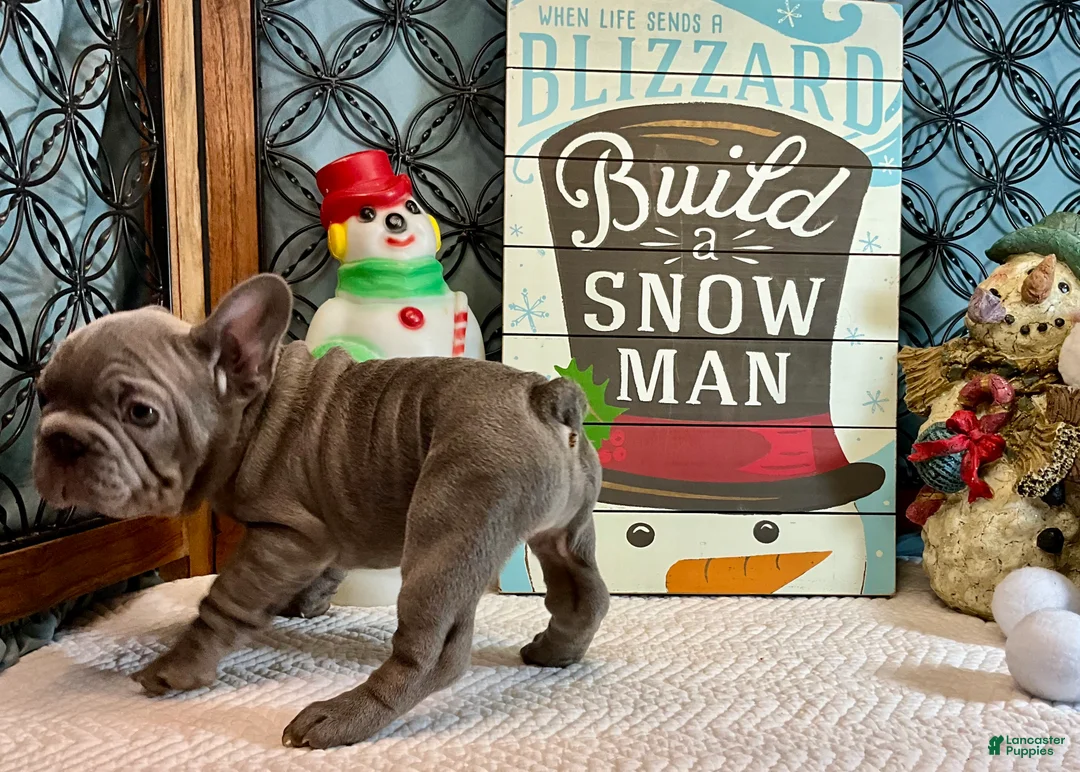 French Bulldog dogs for sale: River  - Ad 7