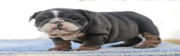 English Bulldog dogs for sale: English Bulldog Puppy 4 - Ad 1