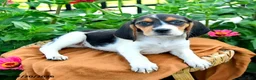 Beagle dogs for sale: Hadassah - Ad 5