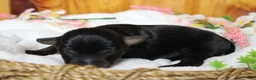 Yorkiepoo dogs for sale: Toughy - Ad 7
