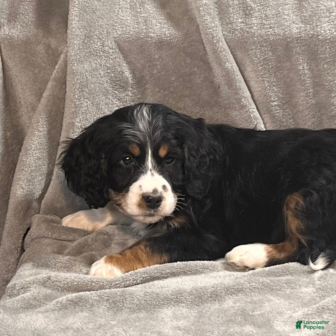 Mixed Breed dogs for sale: Grady - Ad 3