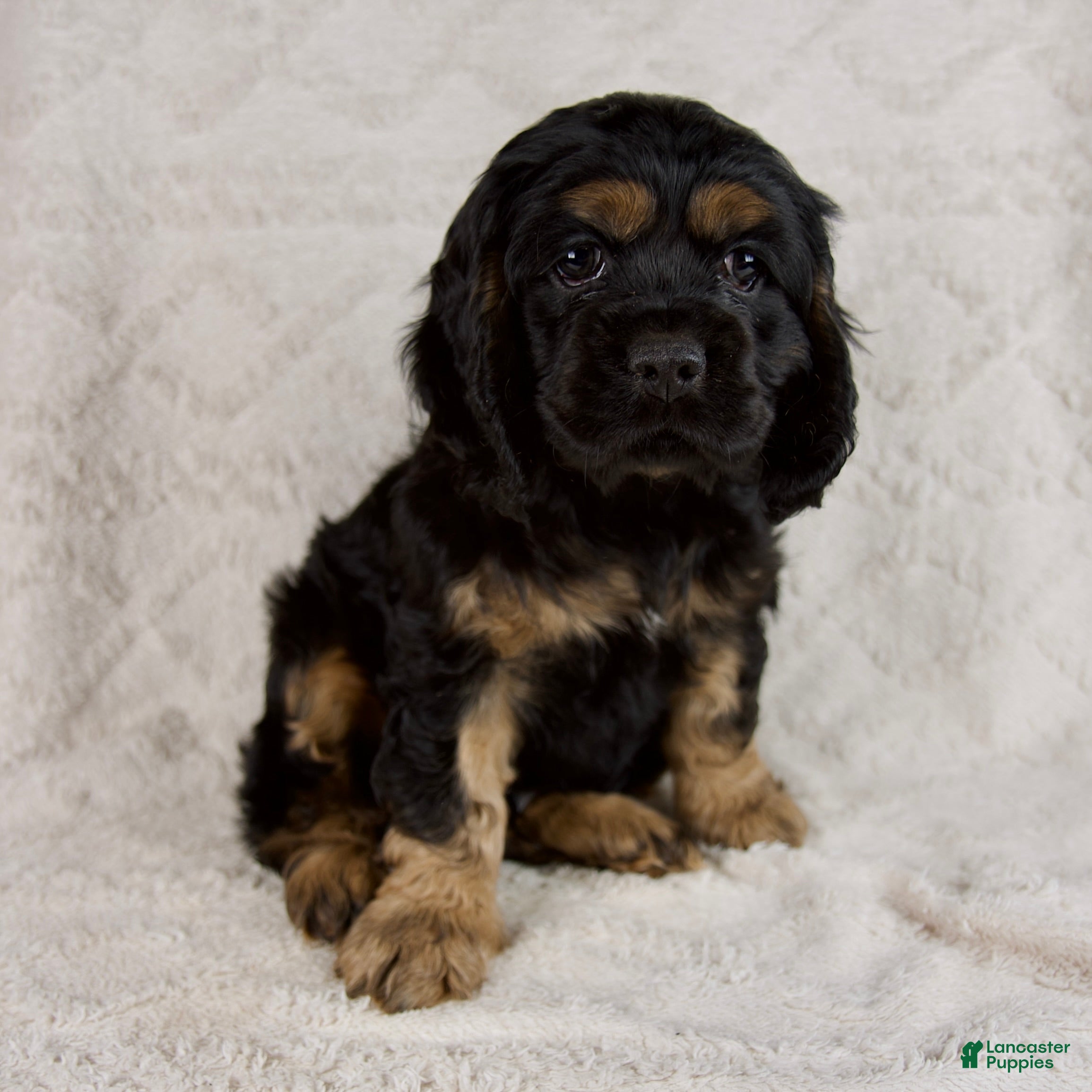 Cocker Spaniel dogs Copper - Ad 1