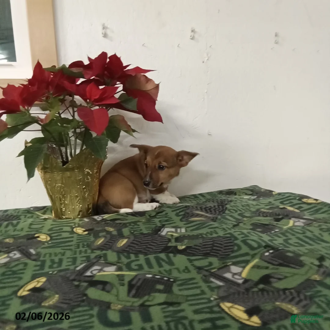 Mixed Breed dogs for sale: Dawson - Ad 6