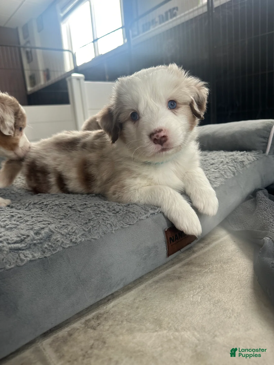 Australian Shepherd dogs for sale: Fearless Pepperoni  - Ad 3