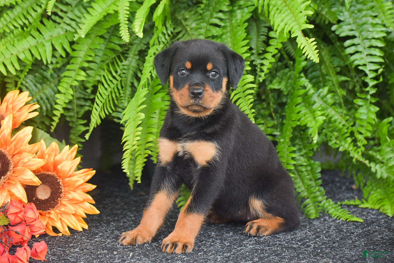 Rottweiler dogs Willow - Ad 2