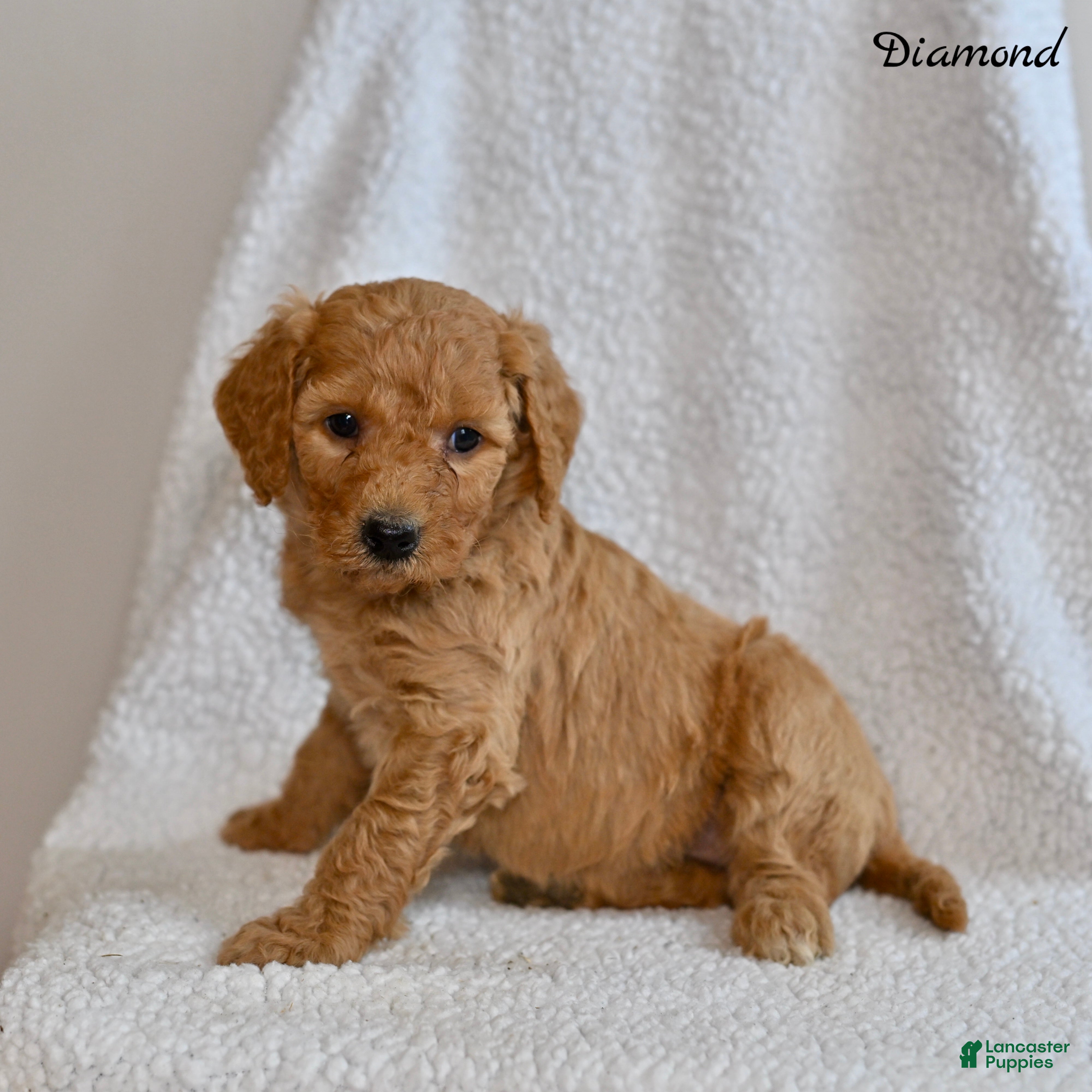 Goldendoodle dogs Diamond - Ad 1
