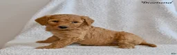 Goldendoodle dogs for sale: Diamond - Ad 1