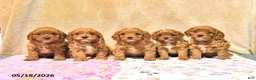 Cavapoo dogs for sale: Mercy - Ad 5