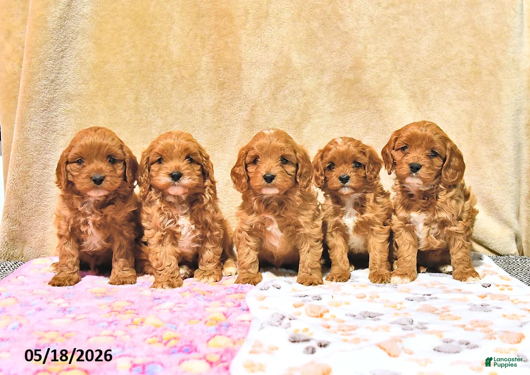 Cavapoo dogs for sale: Mercy - Ad 5