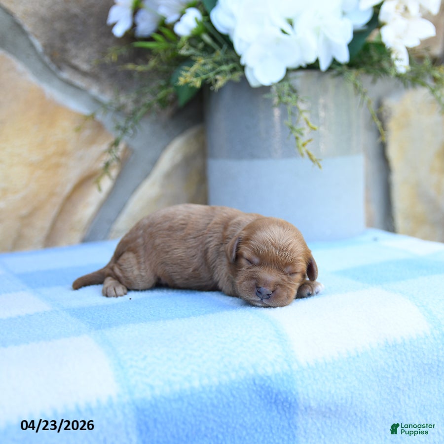 Cavapoo dogs Franklin - Ad 2