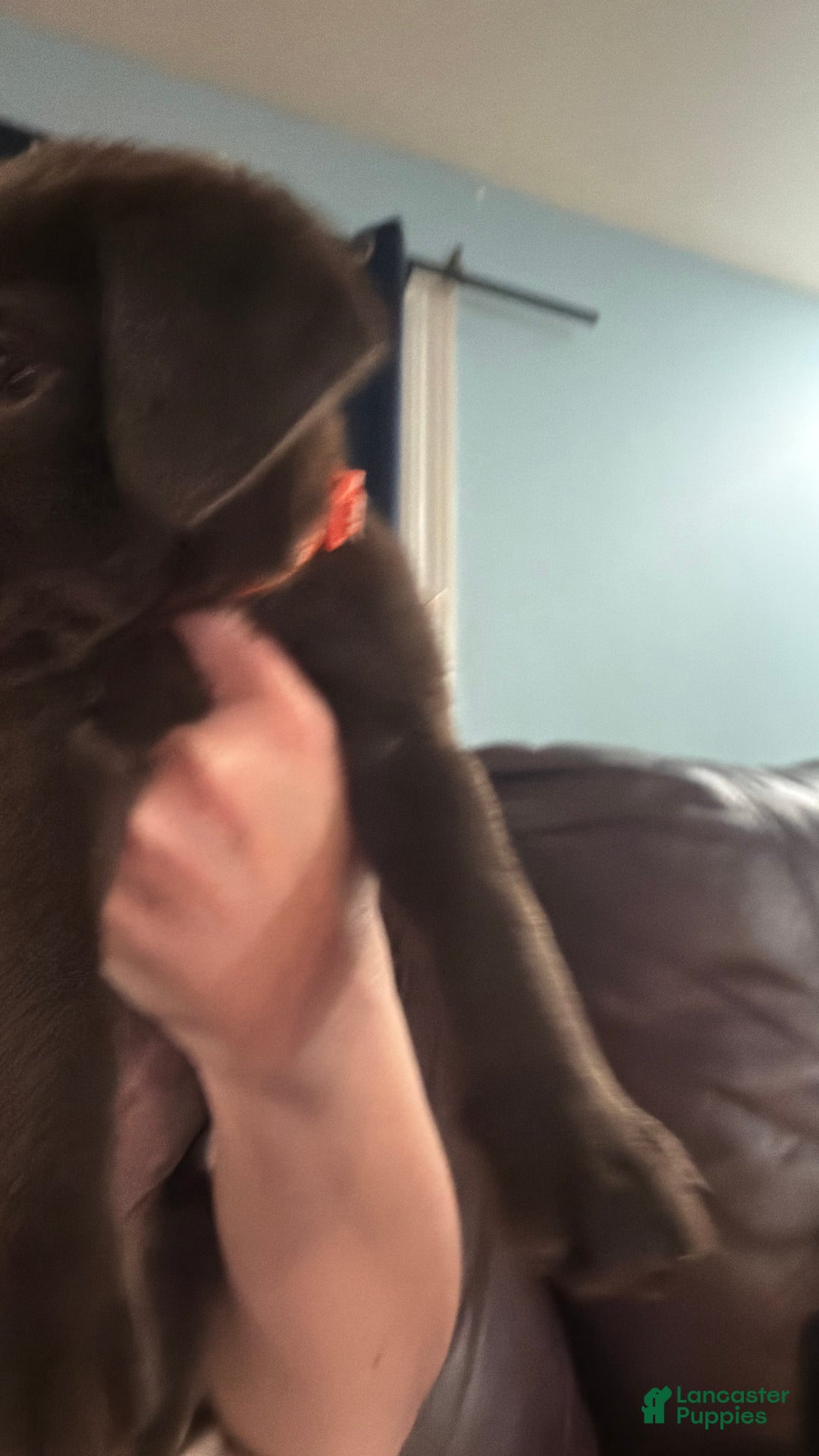 Mixed Breed dogs for sale: Carmella / Cinimini / Honey / Albany / Mini zoo / midnight - Ad 2