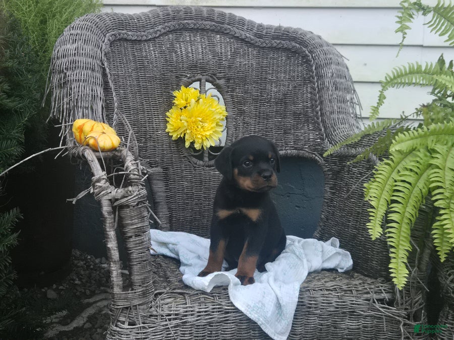 Rottweiler dogs Tinker - Ad 2