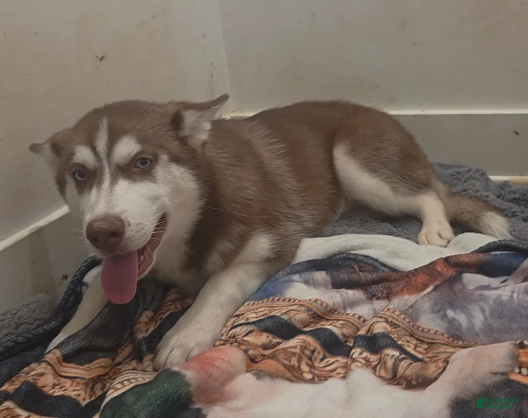 Siberian Husky dogs for sale: Kemet - Ad 2