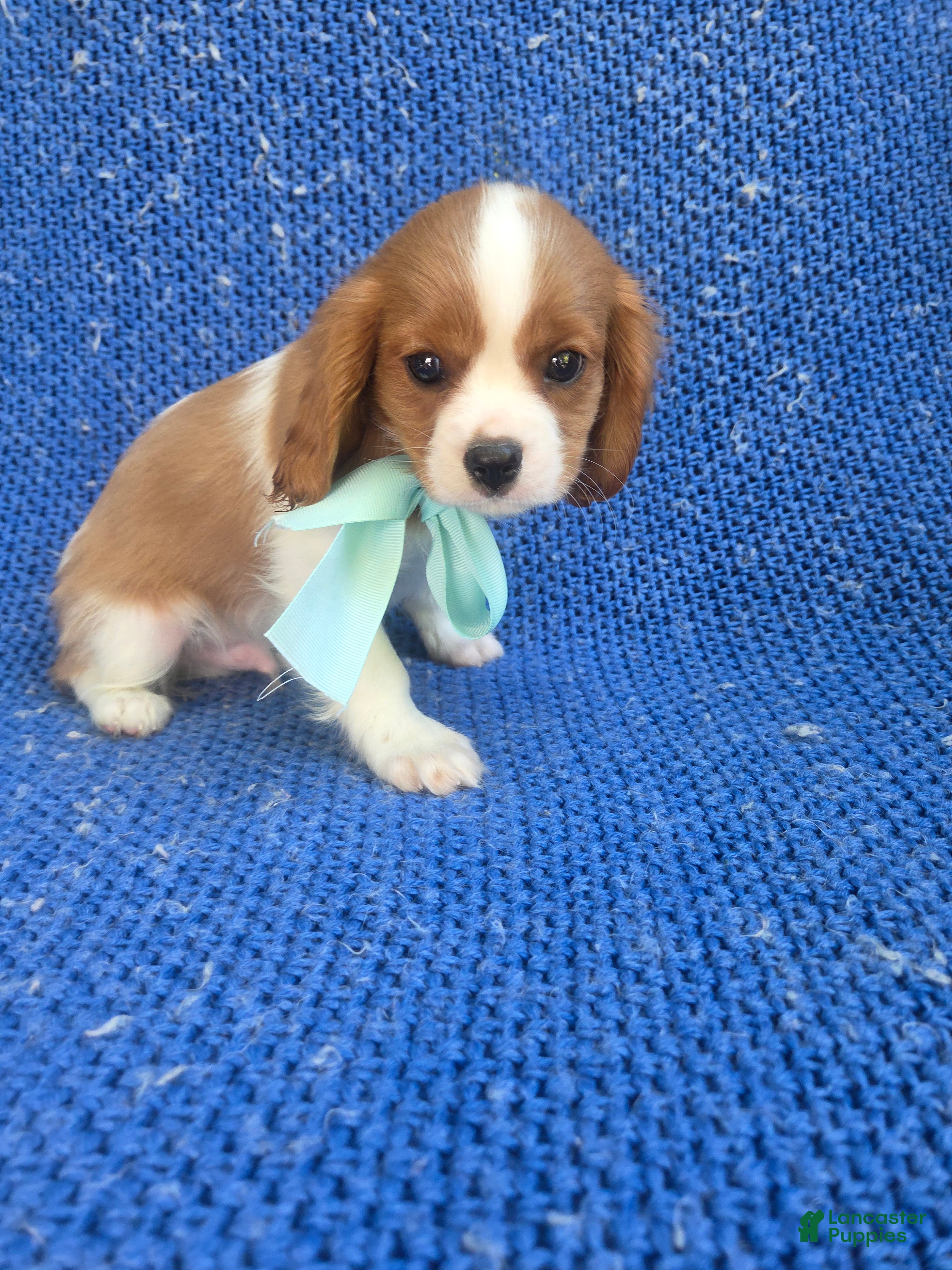 Cavalier King Charles Spaniel dogs Sony - Ad 4