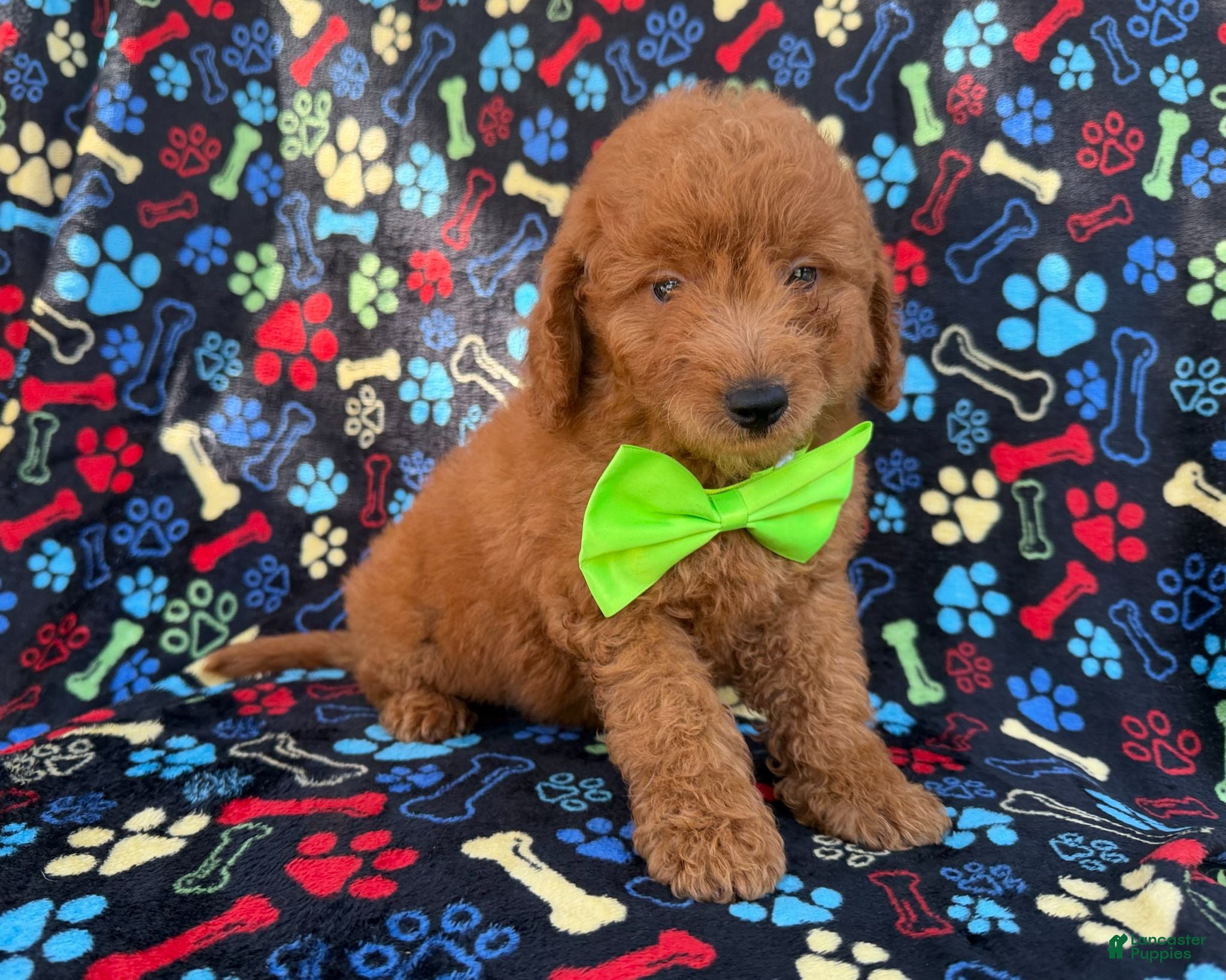 Mini Goldendoodle dogs Leroy - Ad 2