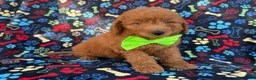 Mini Goldendoodle dogs for sale: Leroy - Ad 2