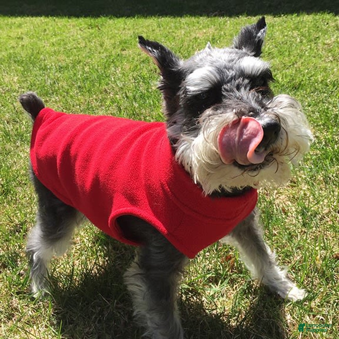 Gallery Image {{count}}